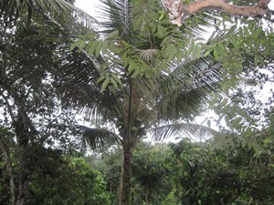 Coco