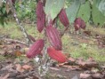 CACAO