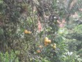 Naranja