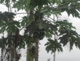 Papayas