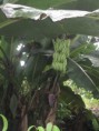 Platano